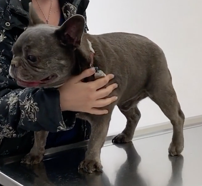 Animal Hospital Geneva, Geneva Animal Hospital, veterinarian Geneva, Geneva Veterinarian