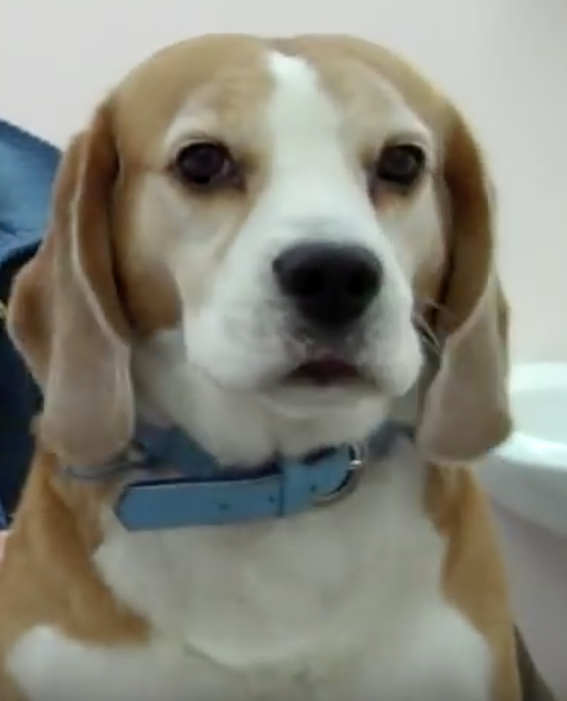 Beagle, Vétérinaire Nyon, Veterinaire Nyon, Nyon Veterinaire, Nyon Vétérinaire, cabinet vétérinaire Nyon, cabinet veterinaire Nyon, clinique vétérinaire Nyon, vétérinaire de Garde Nyon,veterinaire de Garde Nyon, Cabinet Vétérinaire International