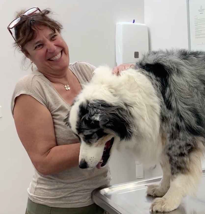 Animal Hospital Geneva, Geneva Animal Hospital, veterinarian Geneva, Geneva Veterinarian