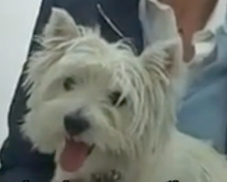 Animal Hospital Geneva, Geneva Animal Hospital, veterinarian Geneva, Geneva Veterinarian