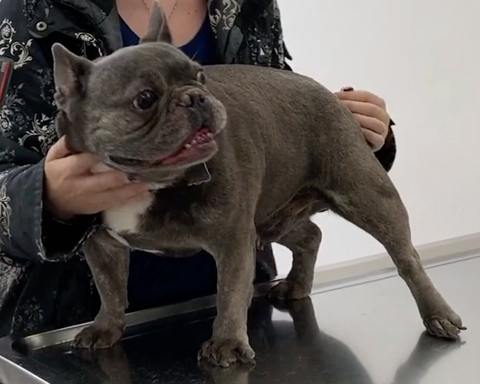 Animal Hospital Geneva, Geneva Animal Hospital, veterinarian Geneva, Geneva Veterinarian