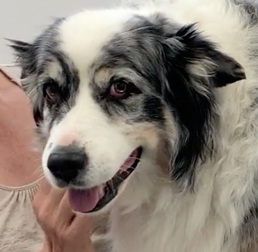 Animal Hospital Geneva, Geneva Animal Hospital, veterinarian Geneva, Geneva Veterinarian