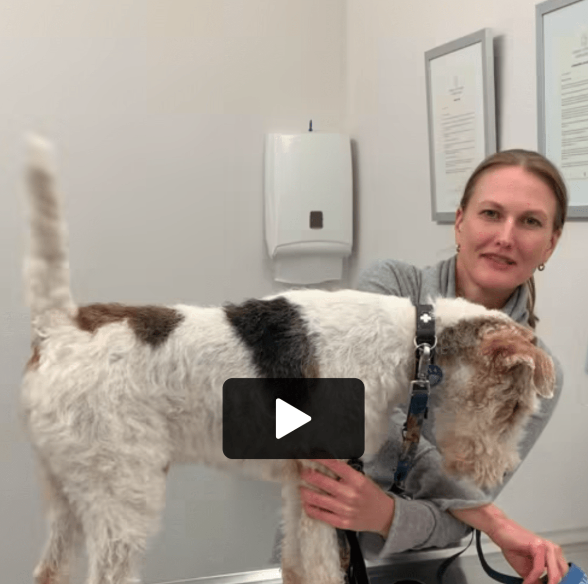 Oscar the dog, Vétérinaire Nyon, Veterinaire Nyon, Nyon Veterinaire, Nyon Vétérinaire, cabinet vétérinaire Nyon, cabinet veterinaire Nyon, clinique vétérinaire Nyon, vétérinaire de Garde Nyon,veterinaire de Garde Nyon, Cabinet Vétérinaire International