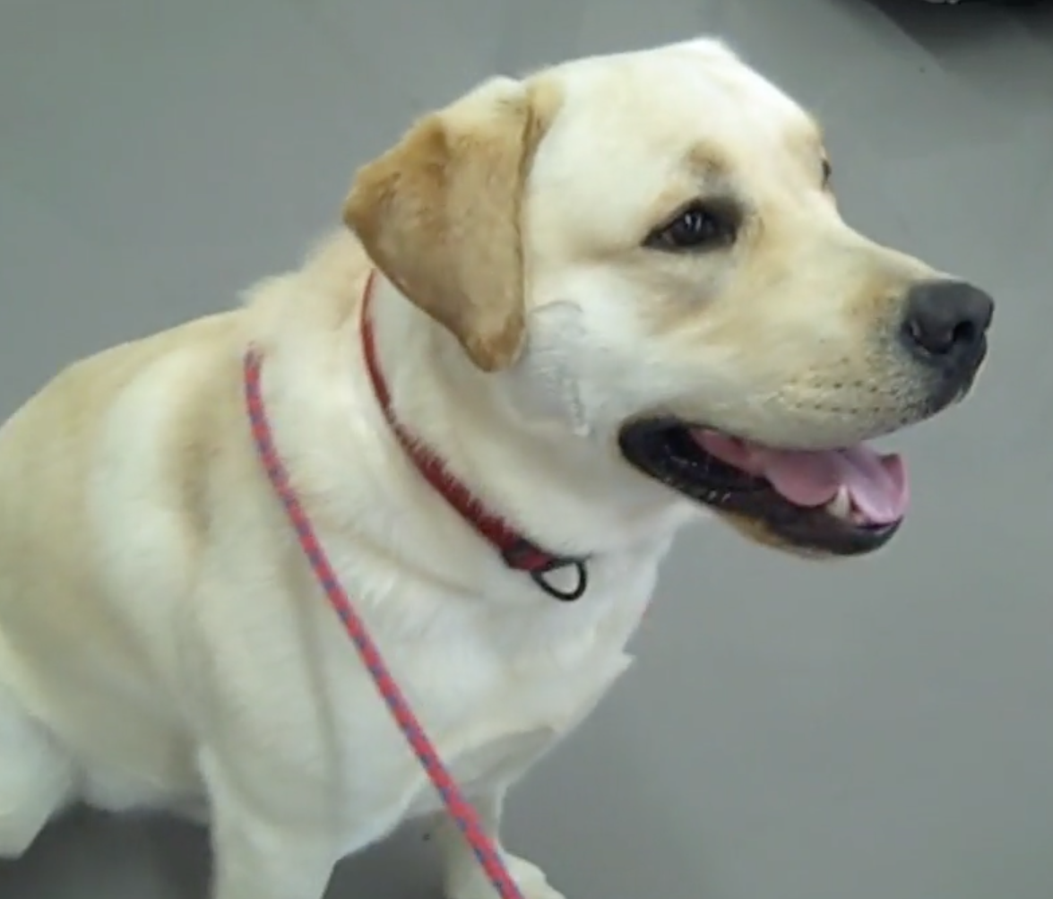 Vétérinaire Nyon, Veterinaire Nyon, Nyon Veterinaire, Nyon Vétérinaire, cabinet vétérinaire Nyon, cabinet veterinaire Nyon, clinique vétérinaire Nyon, vétérinaire de Garde Nyon,veterinaire de Garde Nyon, Cabinet Vétérinaire International